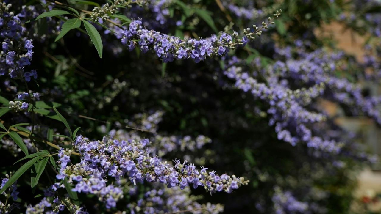 Get It Growing: Vitex are beautiful flowering trees that conquer the heat